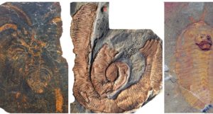 FOSSIL_1