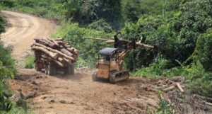 Logged forest landscapes are seen as lower priorities for protection. Credit Zoe G Davies