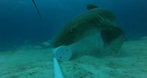 Nurse shark using pectoral positioning to feed. Credit Kristian Parton