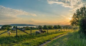 pexels-pixabay-158179 (002)