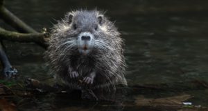 Beaver