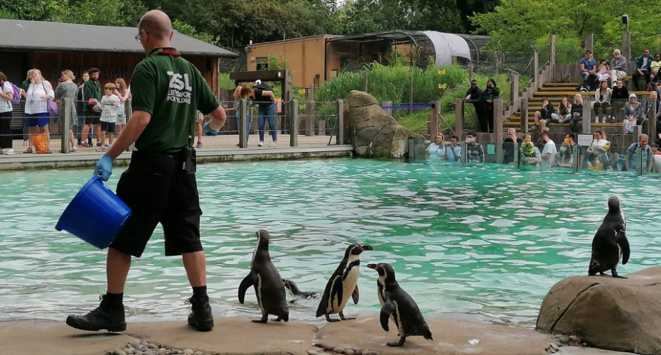 Penguin enclosure at the Zoo