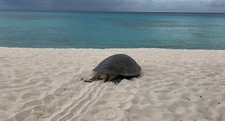 Nesting green turtle returns to sea