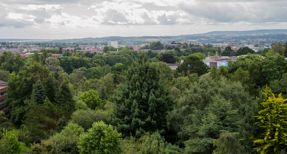 Streatham Trees