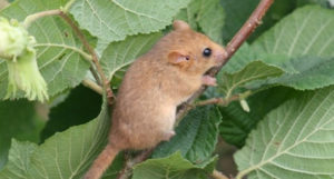 A hazel dormouse. Credit John Webley