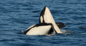 Credit - Center for Whale Research (permit number NMFS 21238) resized