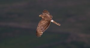 Credit John Wright - Flying Female