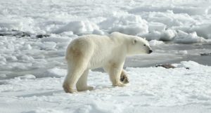 Polar Bear