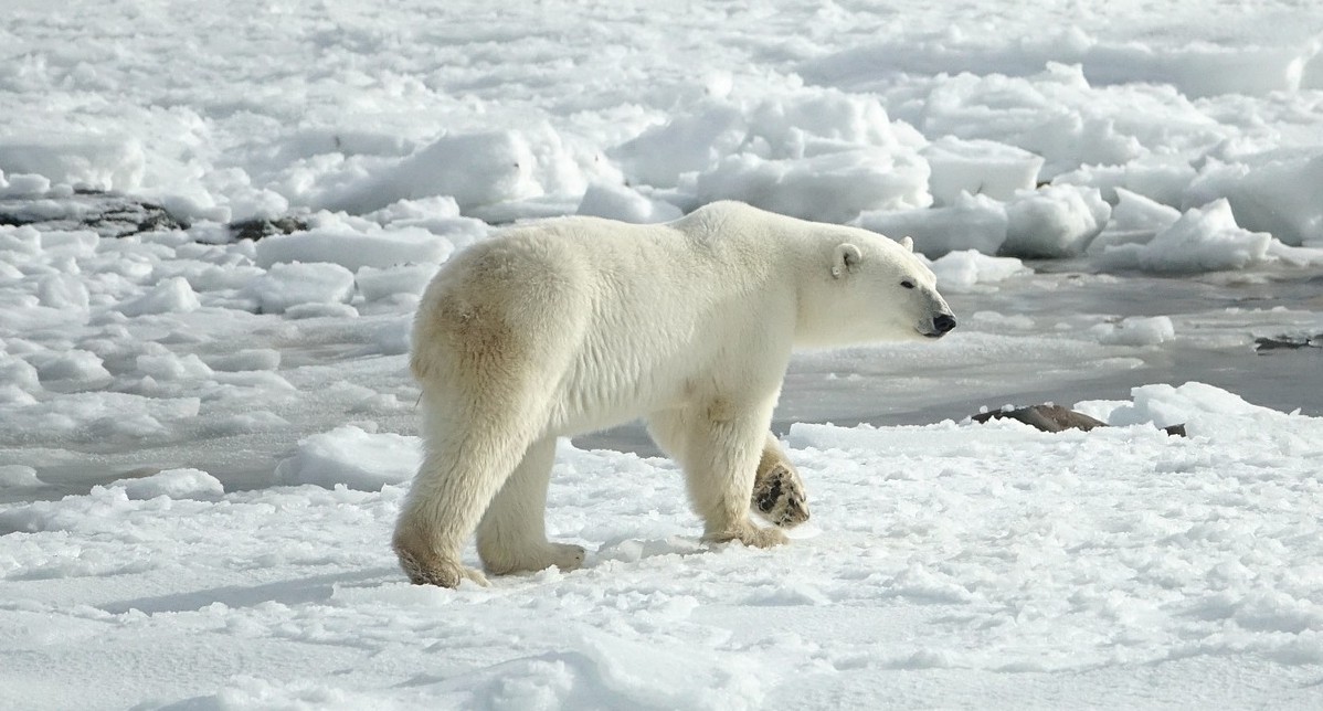 New bid to protect Central Arctic Ocean - News