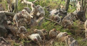 Rhesus macaques grooming each other