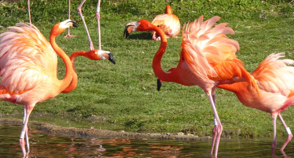 The partner of one Caribbean flamingo helps it out in an argument with another pair