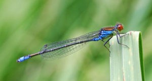 A small red-eyed damselfly
