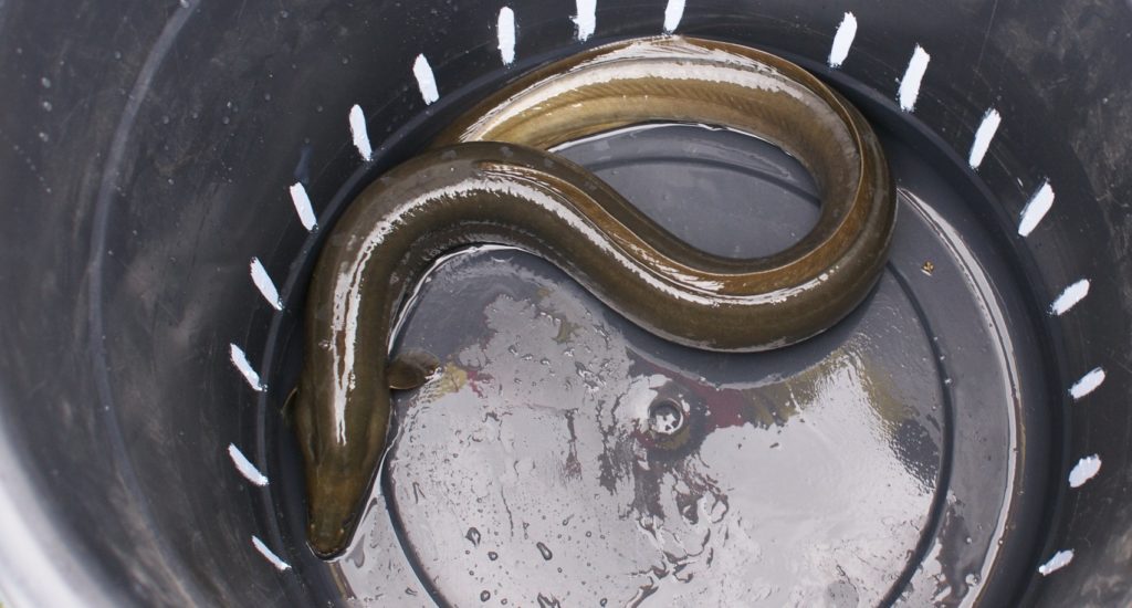 A European eel in a bucket