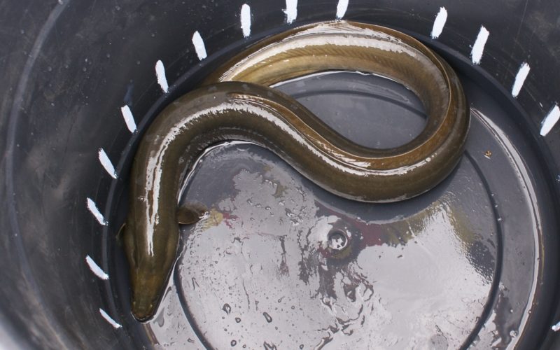 A European eel in a bucket