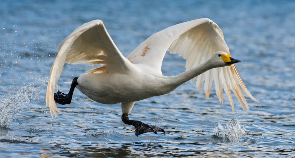 A whooper swan taking off from water