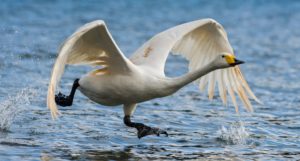A whooper swan taking off from water