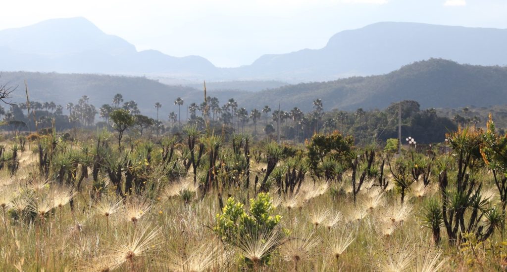 Cerrado savanna plants