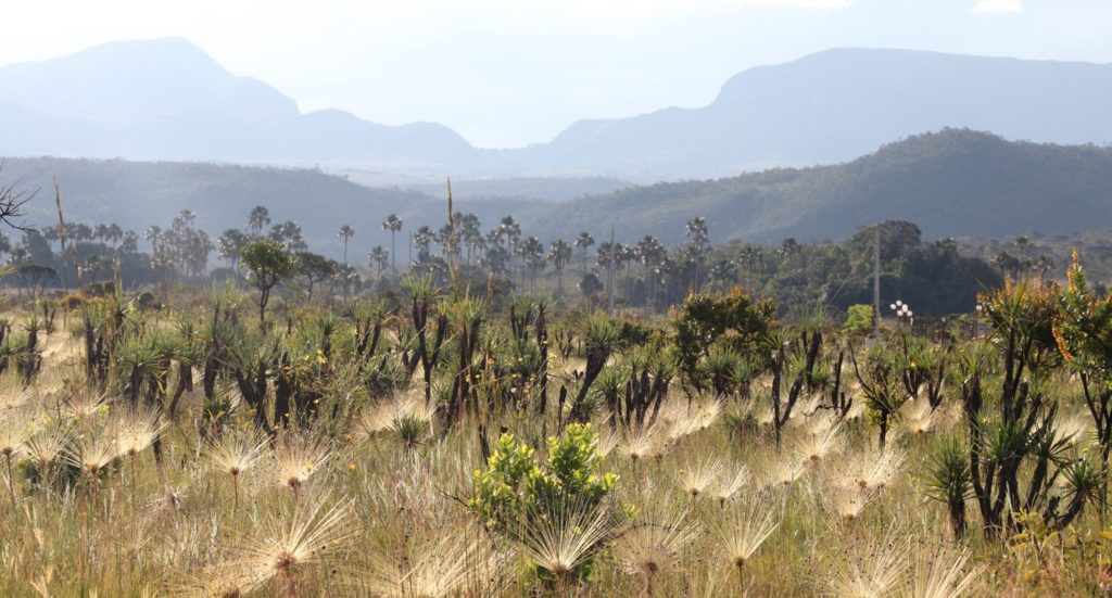 Dry forests and savannas vital for Brazil's climate goals - News