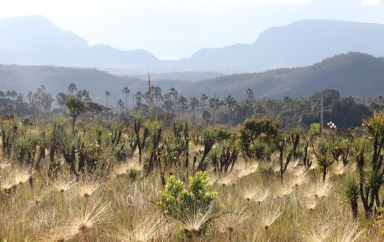 Cerrado savanna plants