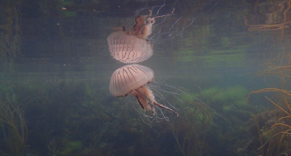 Compass Jellyfish South West Coast of England - Pamela Buchan