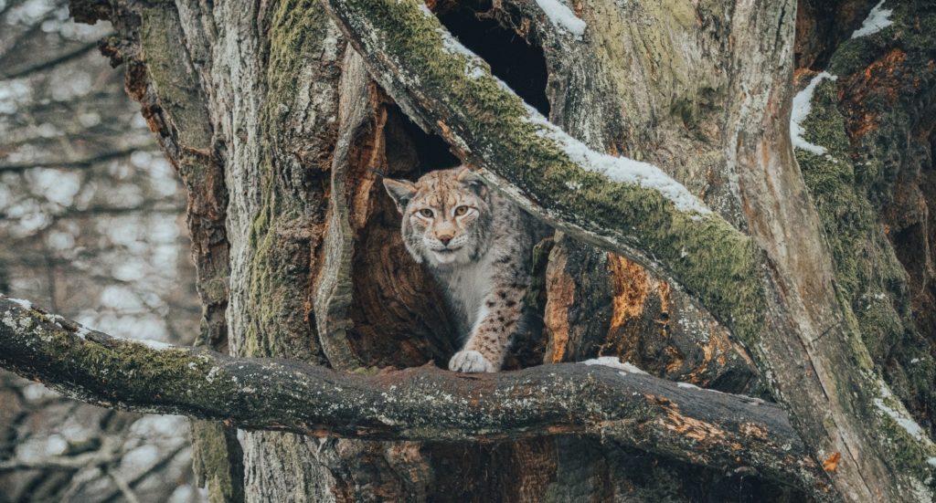 A European lynx emerging from a hollow in a tree trunk