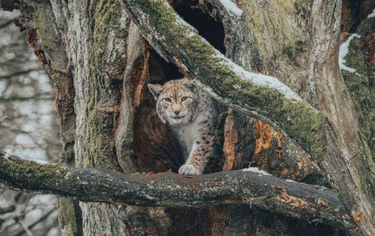 A European lynx emerging from a hollow in a tree trunk
