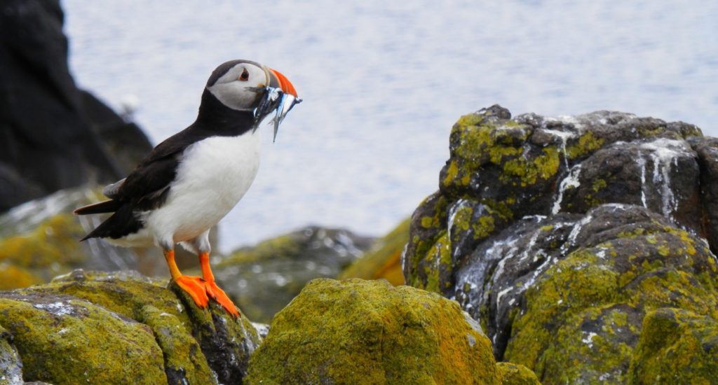 A puffin with fish in its beak