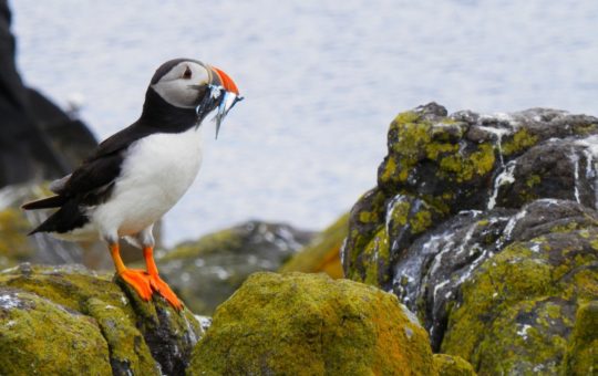 A puffin with fish in its beak