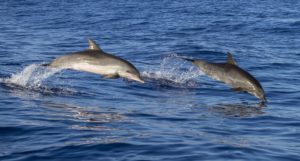 Two dolphins jumping out of the water
