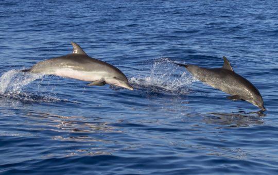 Two dolphins jumping out of the water