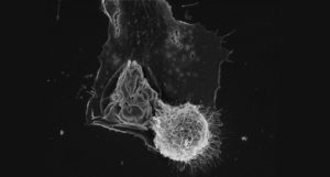 crytococcus-930 (1)