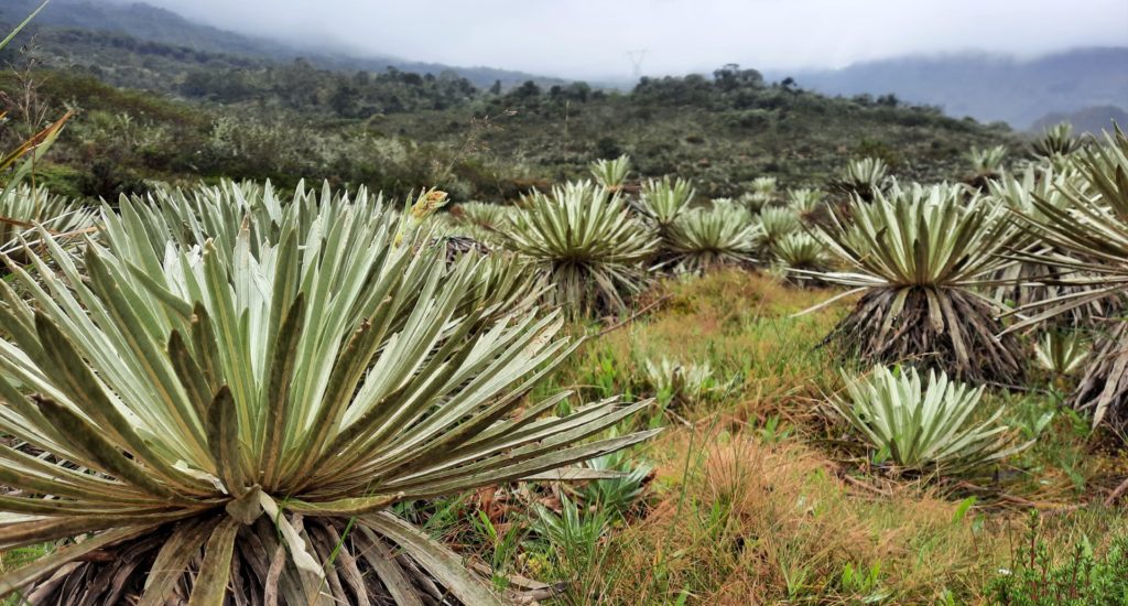 Large plants called Frailejones in an open landscape in Colombia