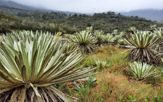 Large plants called Frailejones in an open landscape in Colombia