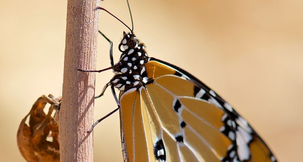 A monarch butterfly