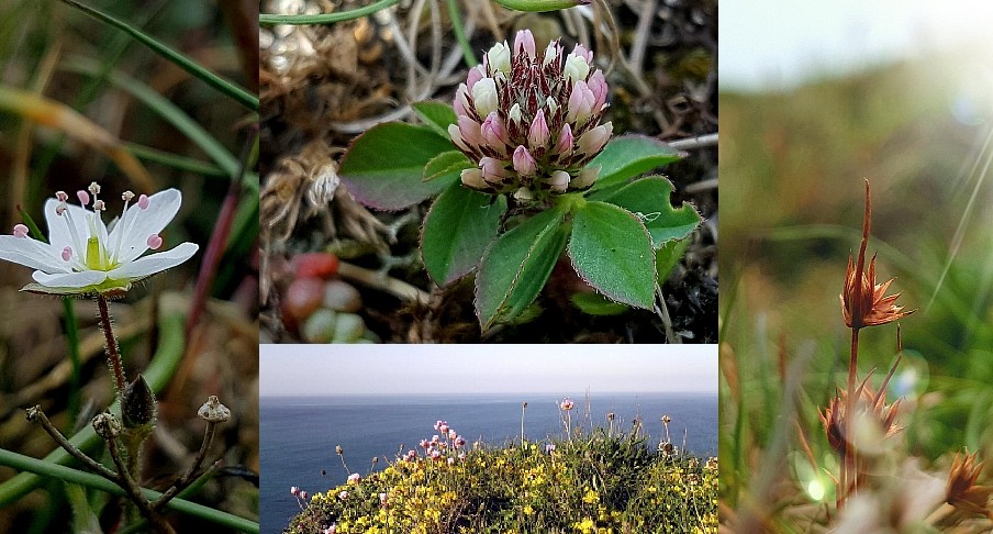 A collage of plant images