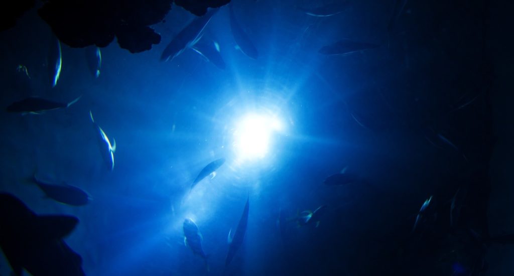 A deep-ocean image showing fish in a low-light environment