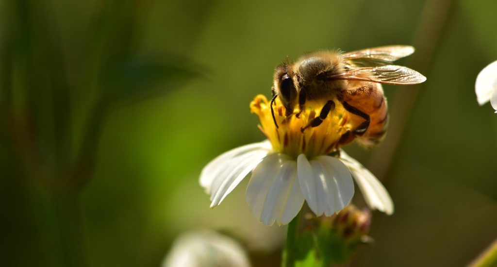 A bee on a flower