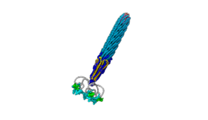 Filamentous phage