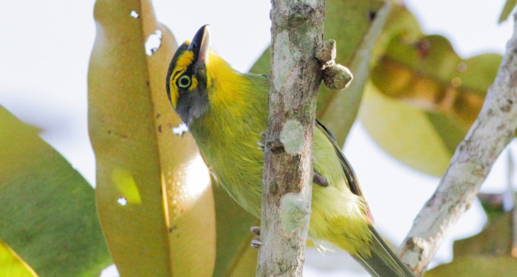 A yellow bird clinging to a branch