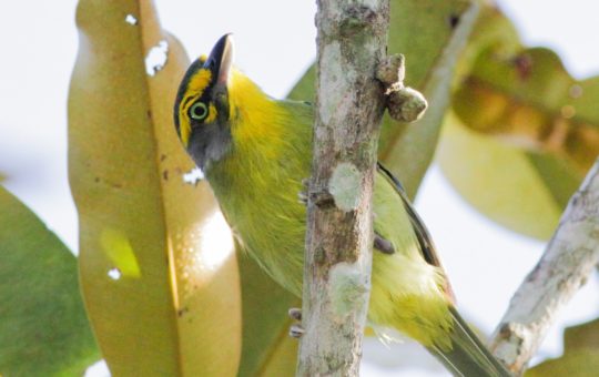 A yellow bird clinging to a branch