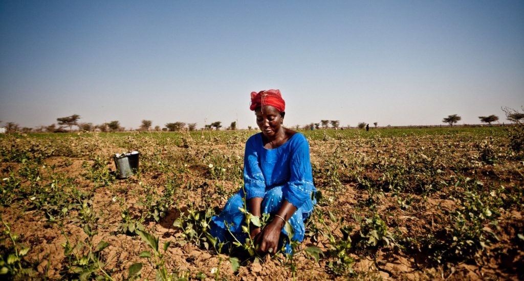 A woman crouching to tend crops in a dry field