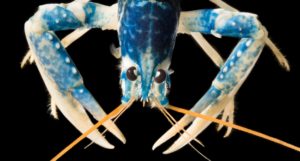 A European lobster