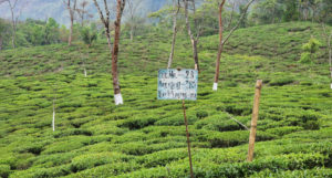 Darjeeling credit Tathagata Neogi