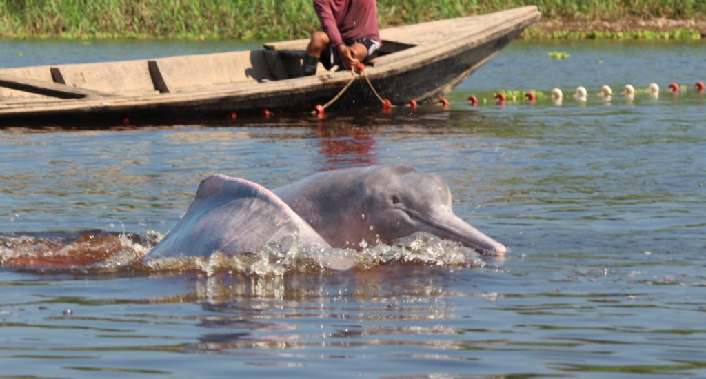 Two Amazon river dolphins