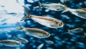 migrating fish