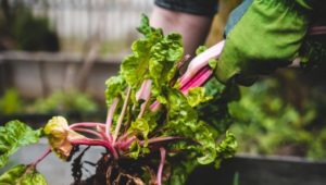 organic farming