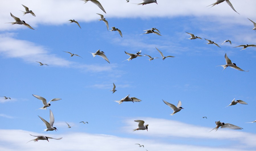 Arctic terns in flight