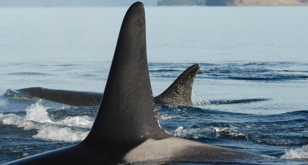 The fins of two whales swimming side by side