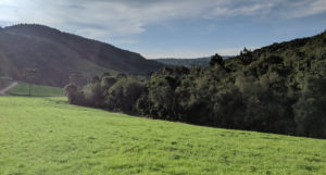 Atlantic Rainforest