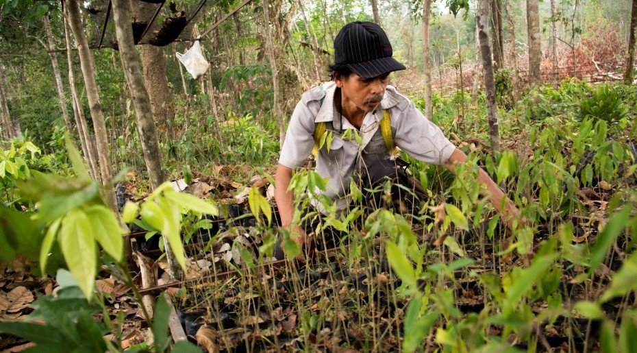Reforestation project in Indonesia